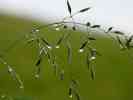 dl_27031220_wet grass.jpg